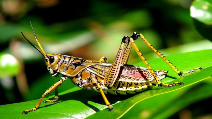 resize-159063789374243157grasshopperpestcemetery