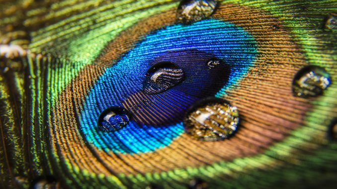 MacroDuel_DustinOlsen_PeacockFeather_ImprovePhotography