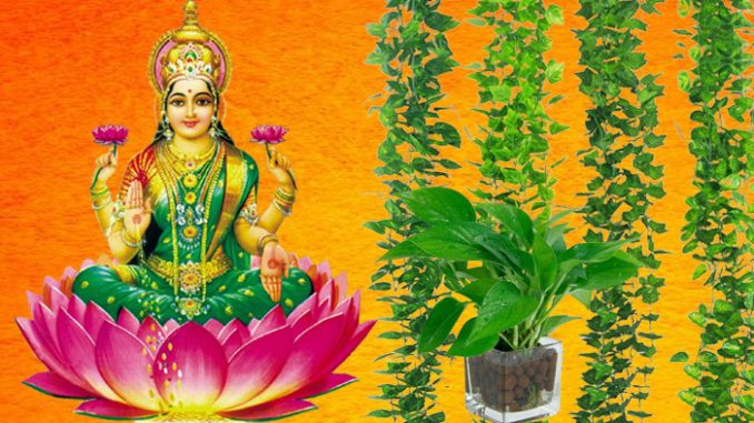 ghar-mein-money-plant