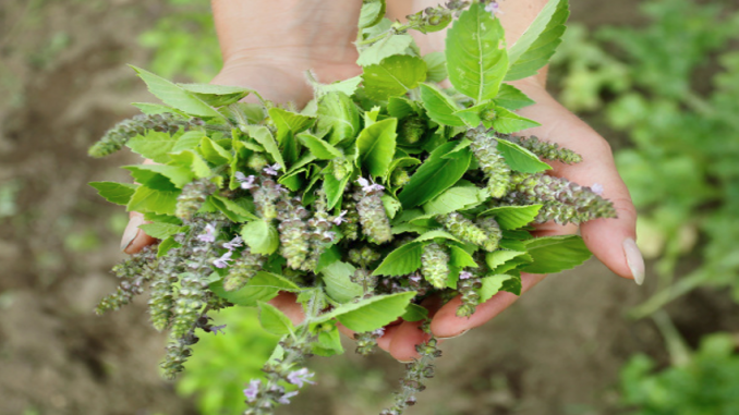 tulsi-leaf