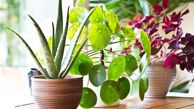 house-plant-display-beside-window-indoor-plants-royalty-free-image-839958456-1566900457