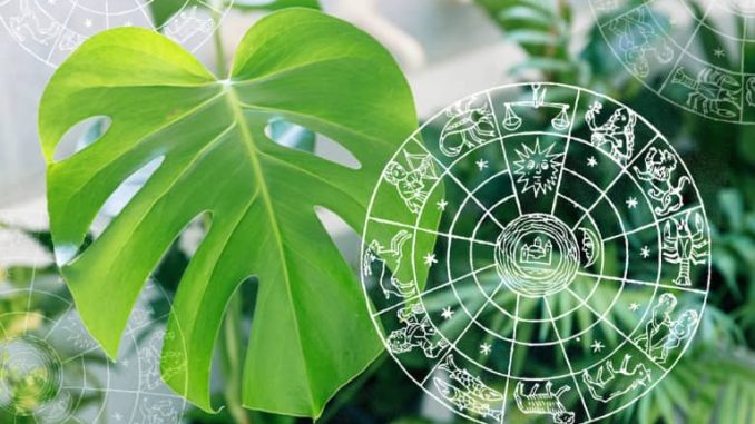 the-perfect-houseplant-for-your-zodiac-sign